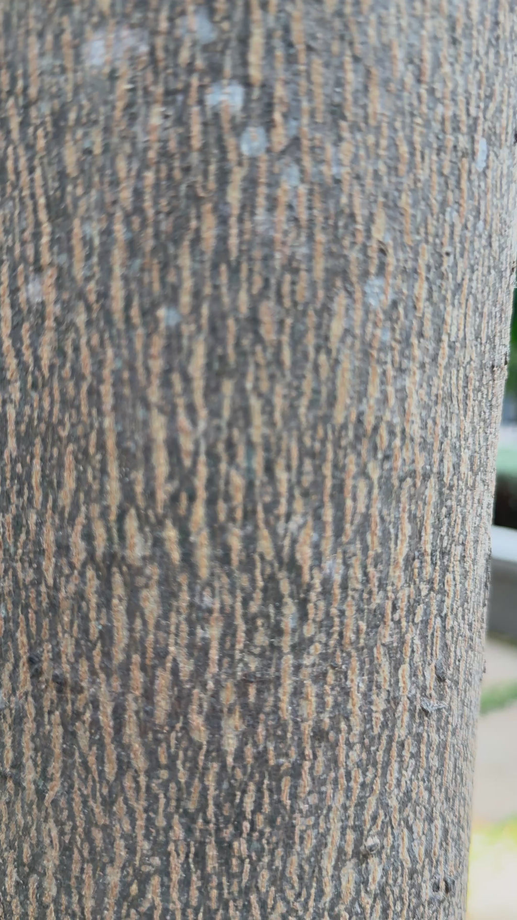 Zanash Aura – Premium Unstitched Suit