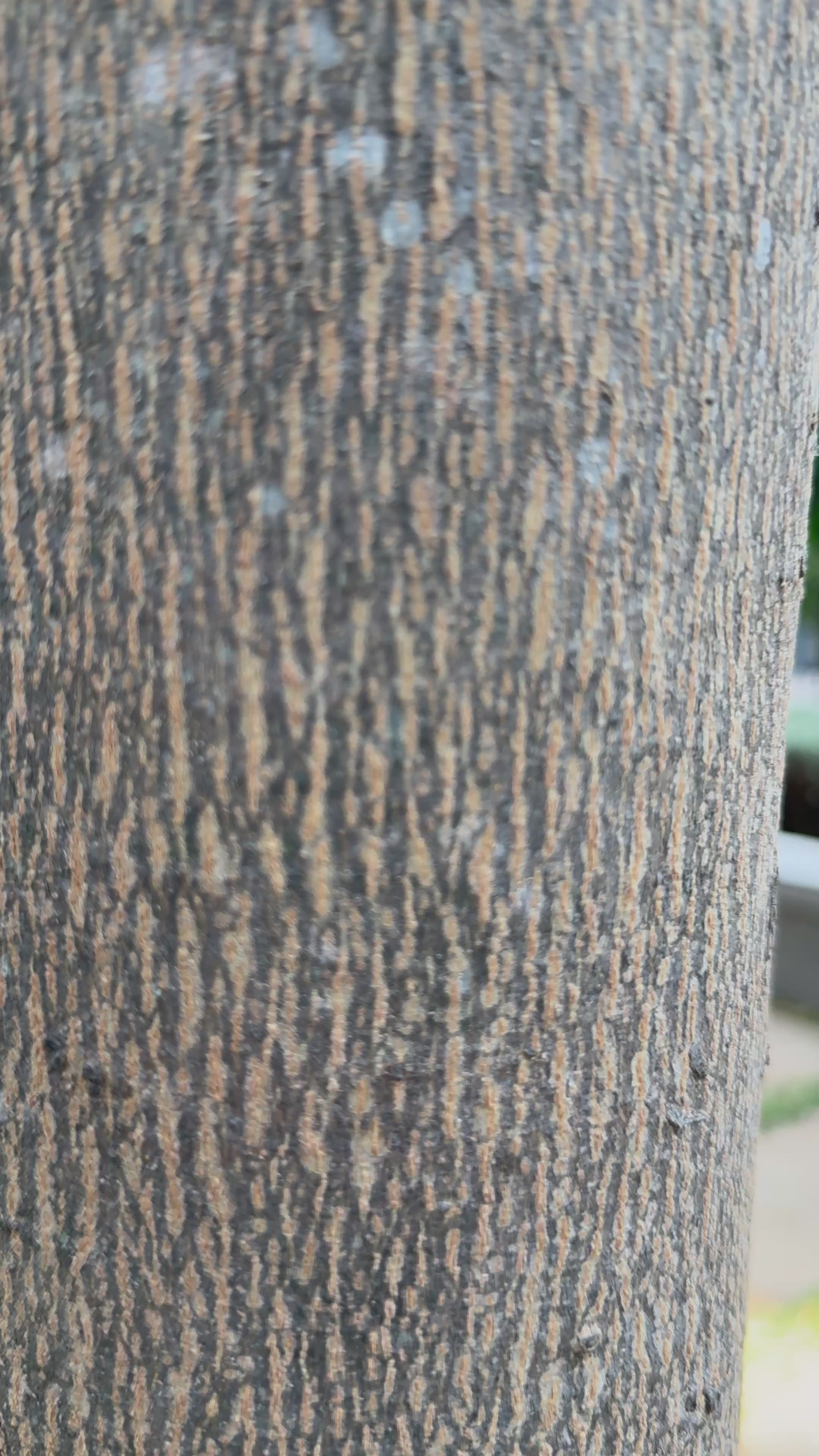 Zanash Aura – Premium Unstitched Suit