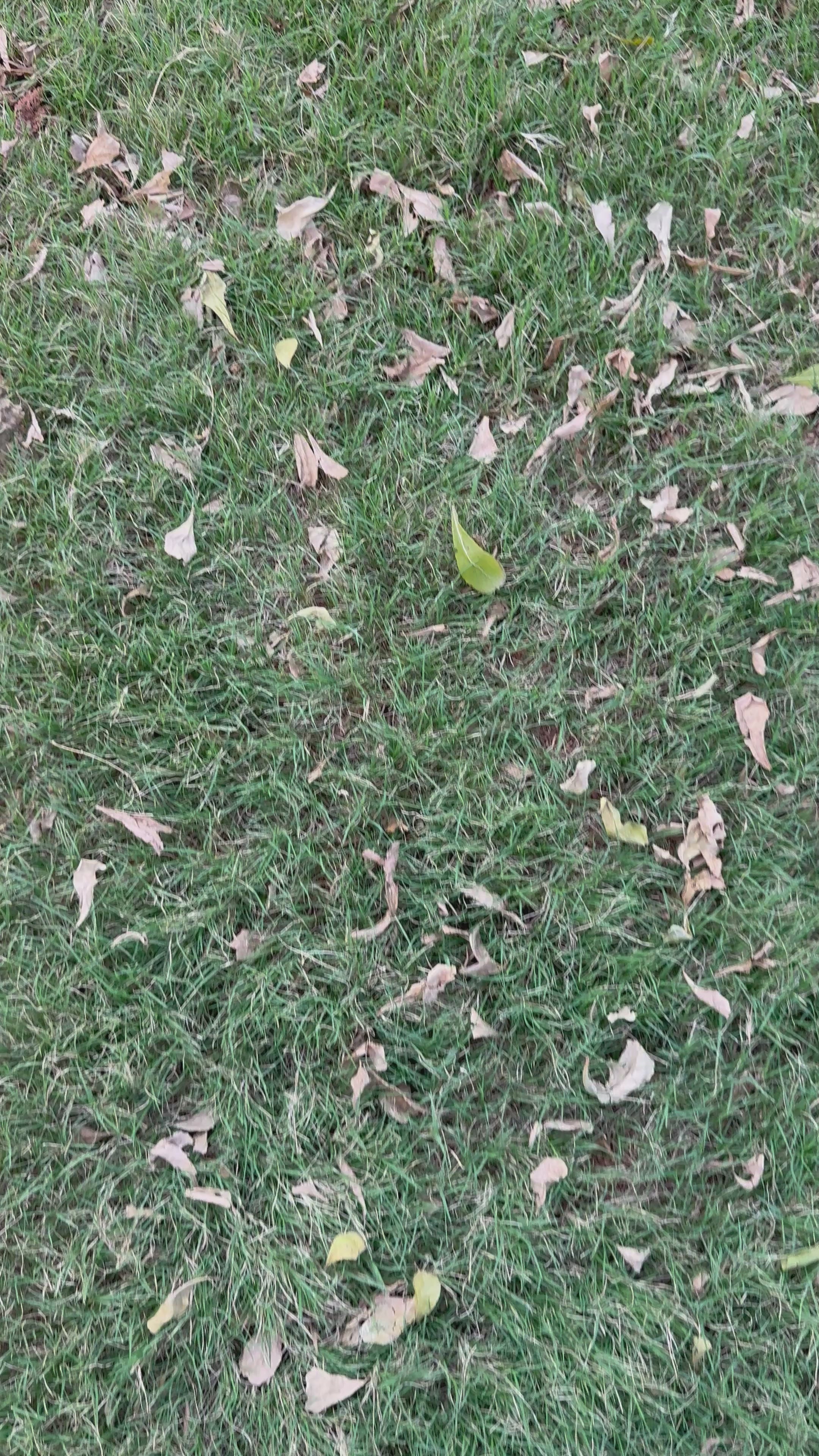 Razelyn Unstitched Cotton Suit Set