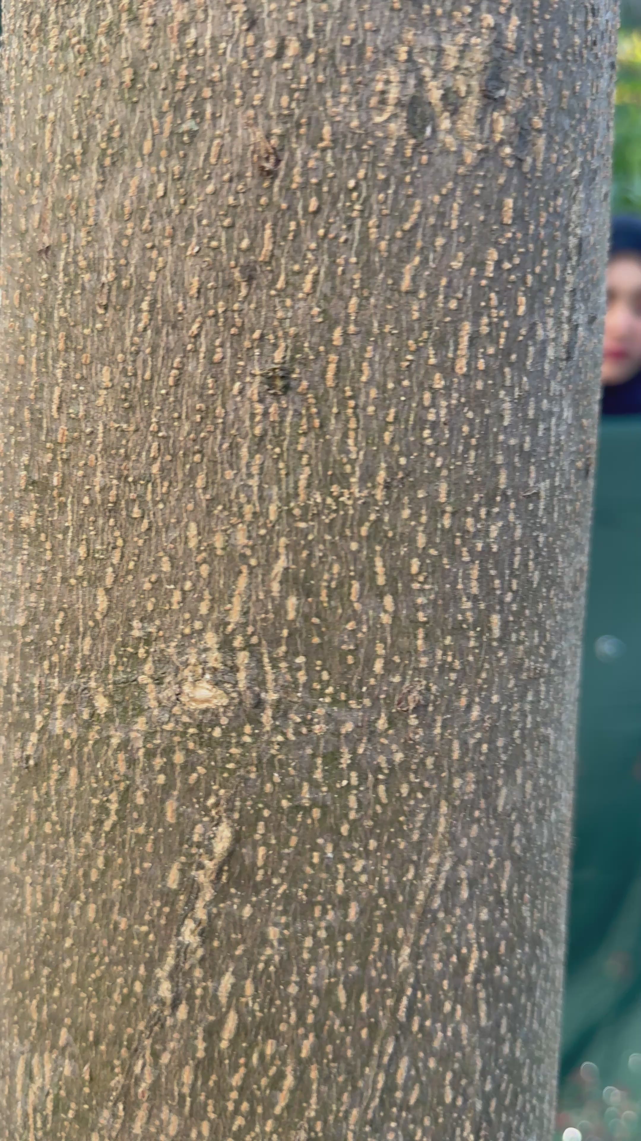 Zerifa – Unstitched Dress Material