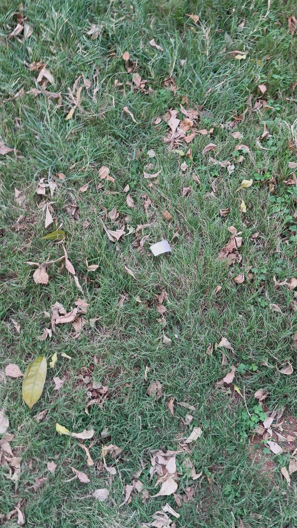 Razelyn Unstitched Cotton Suit Set