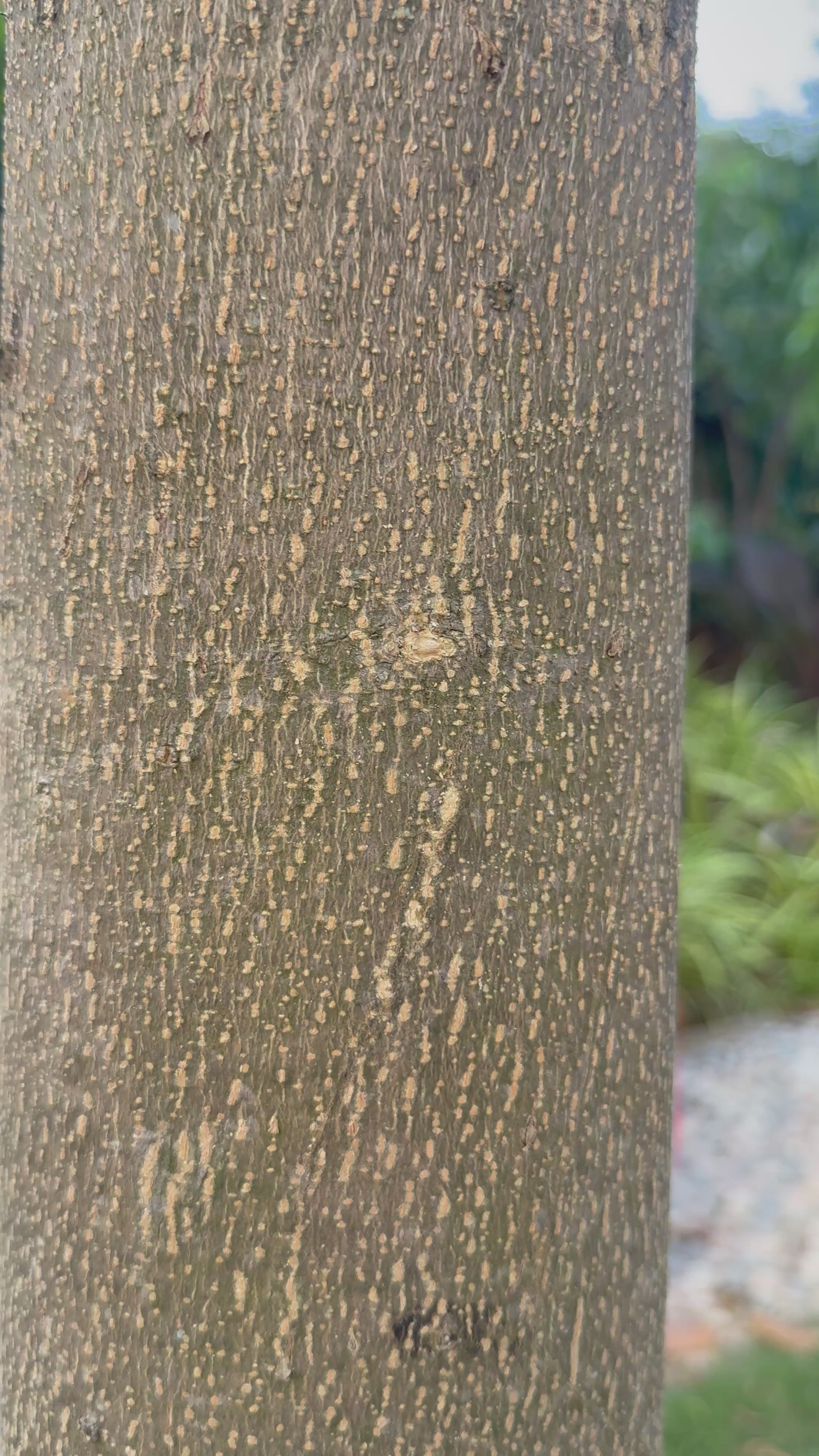 Zerifa – Unstitched Dress Material