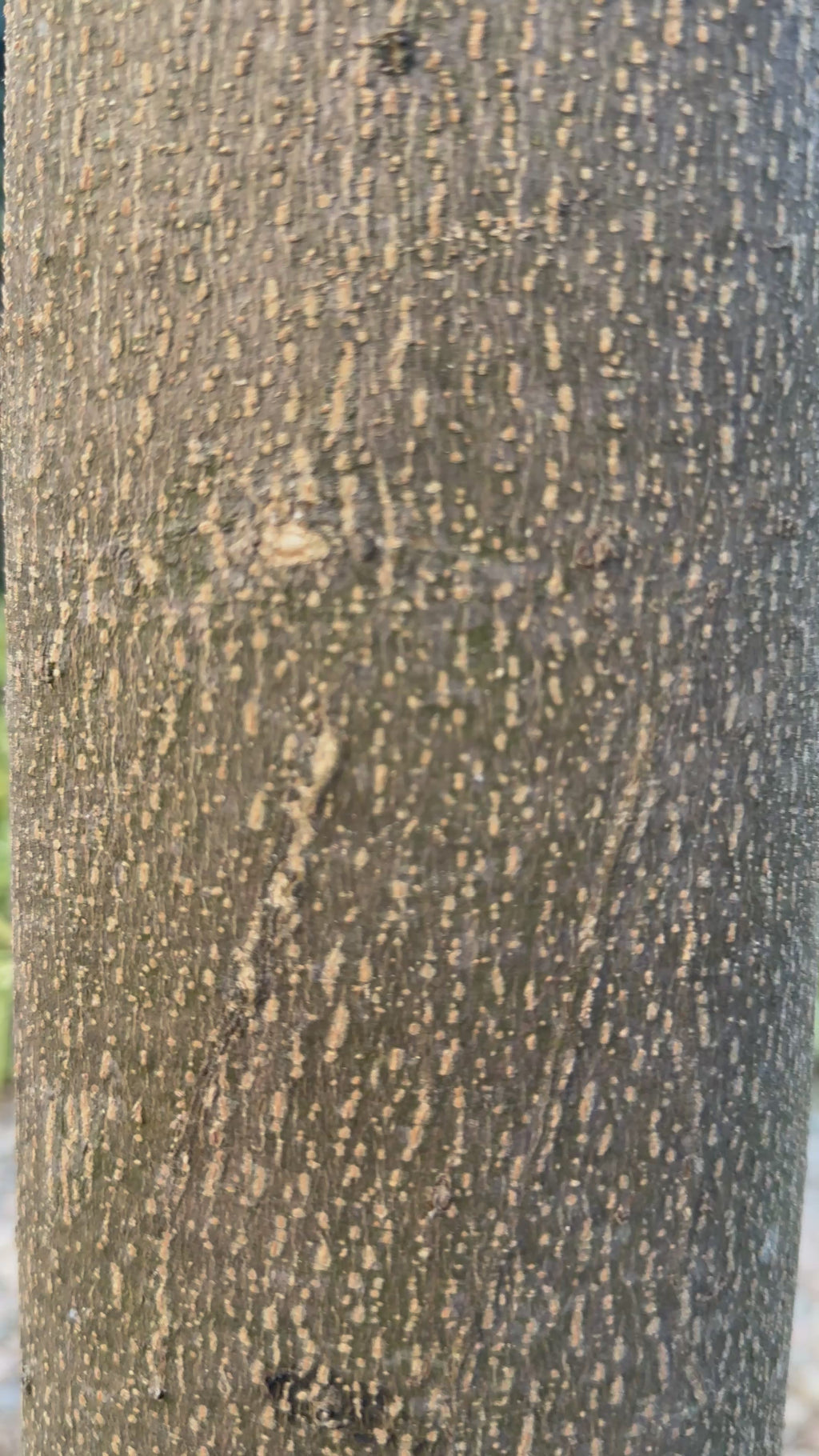 Elviraan Heritage Embroidered Unstitched Suit